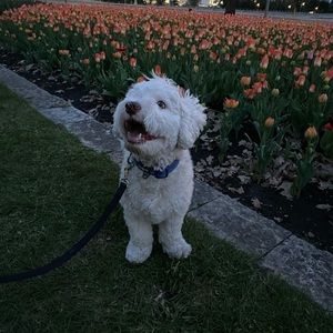 Meet your Posher, Shea